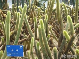 金紐仙人鞭 金紐仙人鞭