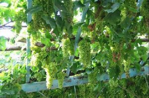 吐魯番市葡萄溝風景區 吐魯番市葡萄溝風景區