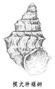 螺螄屬 螺螄屬