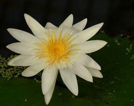 美洲白睡蓮 美洲白睡蓮