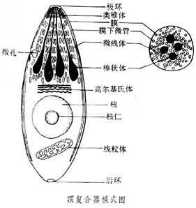貝諾孢子蟲病 貝諾孢子蟲病