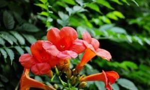 美洲凌霄 美洲凌霄