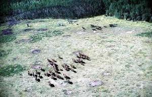 伍德布法羅國家公園