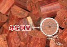 紫檀[豆科紫檀屬喬木]