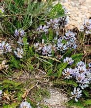 黑毛黃耆 黑毛黃耆