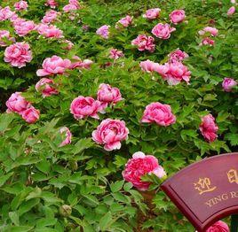 粉霞迎日 粉霞迎日