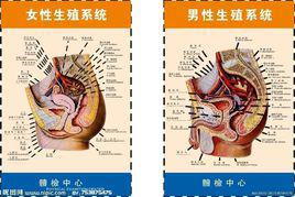 人體生殖系統 人體生殖系統