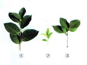 （圖）扦插嫁接