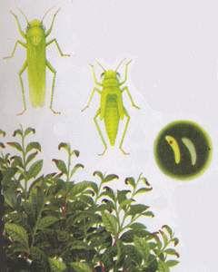 茶樹假眼小綠葉蟬 茶樹假眼小綠葉蟬