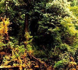 多變石櫟 多變石櫟