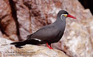 印加燕鷗屬 印加燕鷗屬