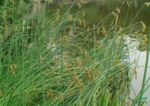 圓柱葉燈心草 圓柱葉燈心草