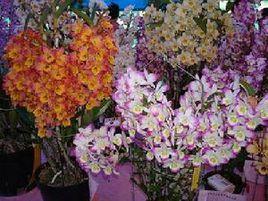 國花蕙蘭和白芷 國花蕙蘭和白芷