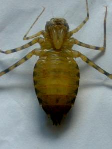 芽閃藍麗大蜻幼蟲腹面圖,口器是六對鉤子