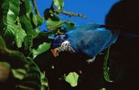 深藍吸蜜鸚鵡