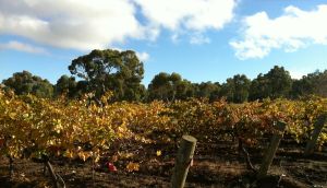 羅斯莊園葡萄園
