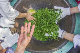 殺青[農業辭彙]