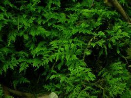 扭葉叢本蘚 扭葉叢本蘚