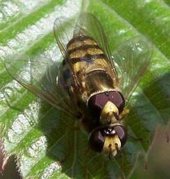 凹帶食蚜蠅 凹帶食蚜蠅