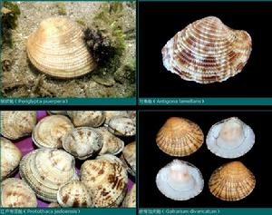簾蛤科 Veneridae