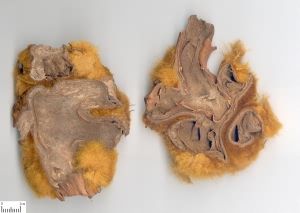 鹿茸四斤丸 鹿茸四斤丸