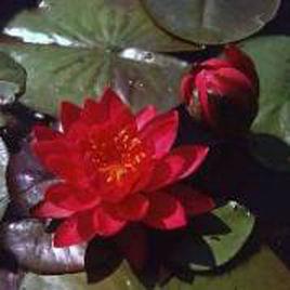 篝火[睡蓮品種]