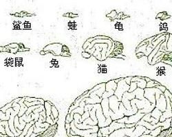 韋尼克腦病 韋尼克腦病