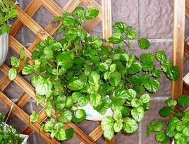 瑞典常春藤 瑞典常春藤