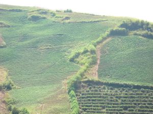 榔碓房自然村 榔碓房自然村