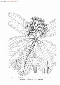 小溪洞杜鵑 小溪洞杜鵑