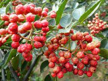 黃龍[陝西省延安市縣名]