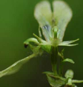 長唇對葉蘭 長唇對葉蘭