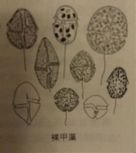 裸甲藻 裸甲藻