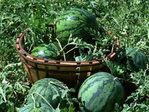 （圖）雪峰小玉8號選育