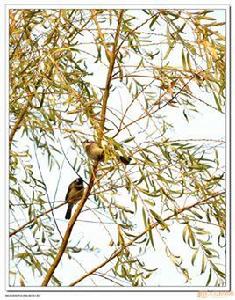 越鳥巢南枝 越鳥巢南枝