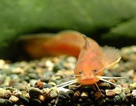 白緣魚央 白緣魚央