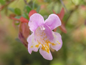 六道木組 六道木組