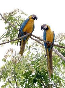 藍黃金剛鸚鵡 藍黃金剛鸚鵡