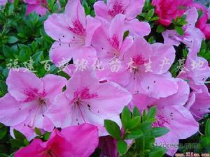 南平杜鵑 南平杜鵑