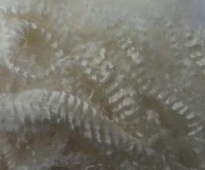 捲曲指數 捲曲指數