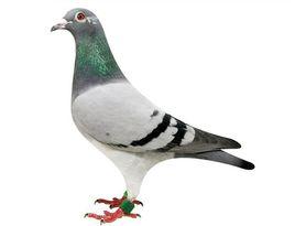 中國信鴿信息網 中國信鴿信息網