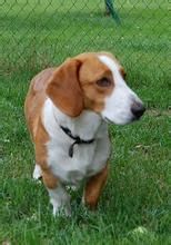 瑞典臘腸犬 瑞典臘腸犬