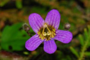 湖南植物新紀錄種多葶唇柱苣(喻勛林攝)