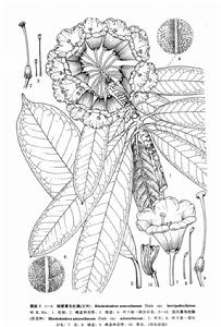 汶川星毛杜鵑 汶川星毛杜鵑