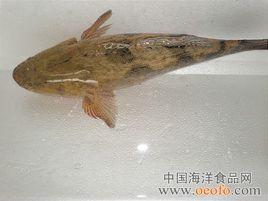 人工養殖筍殼魚技術