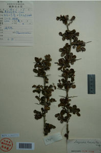 凹葉雀梅藤 凹葉雀梅藤