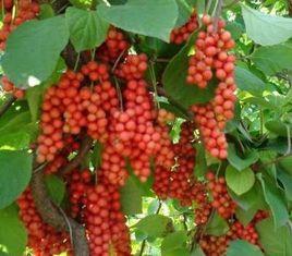 五味子栽培 五味子栽培