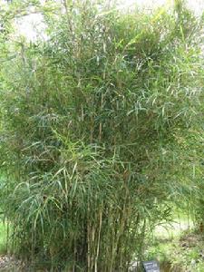 宜興苦竹 宜興苦竹