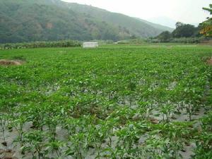 新曼板村 新曼板村