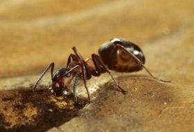 木蟻